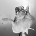 turtle_green_sub_ci_v_0140_cos1551.jpg